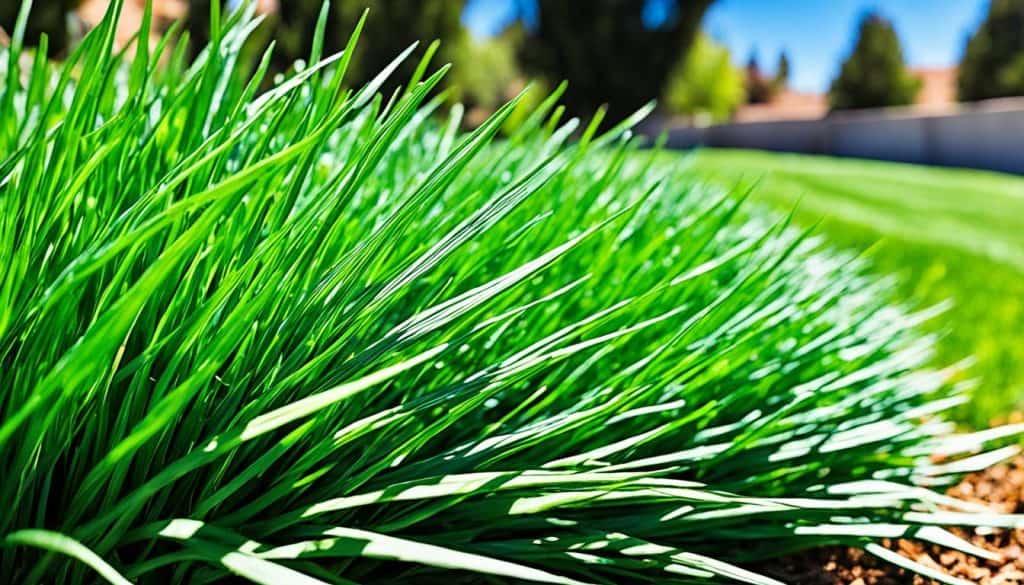 no-mow grass no-mow grass