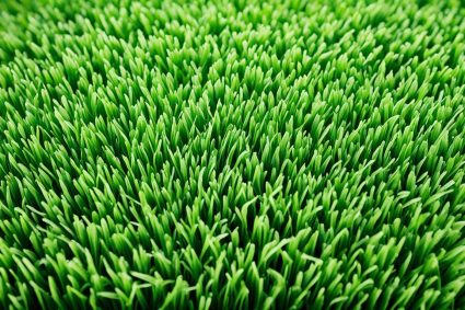 Innovative Turf Reviews: Cutting-Edge Artificial Grass