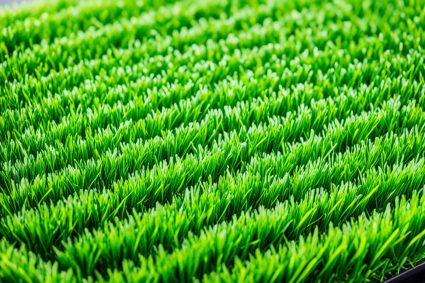 Grass Performance Reviews: Best Artificial Lawn Products